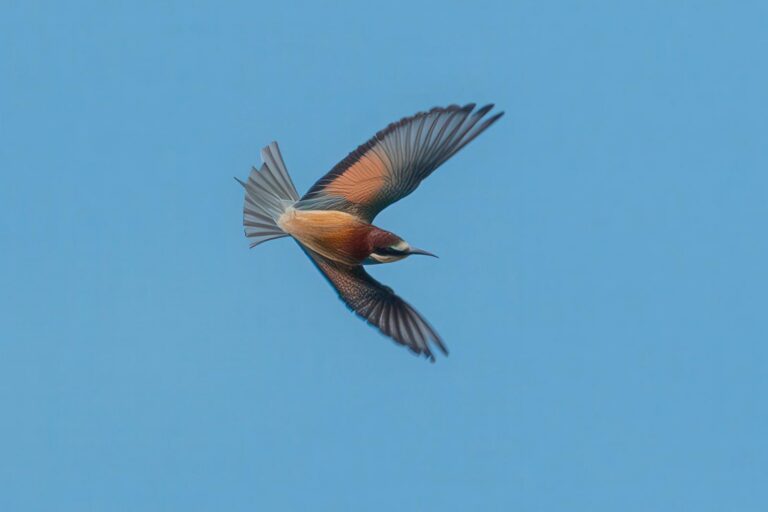 Birdwatching Autunno