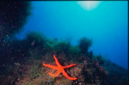 Diving Prova