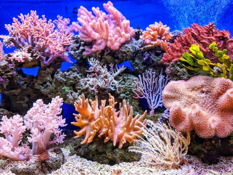 Prova Diving